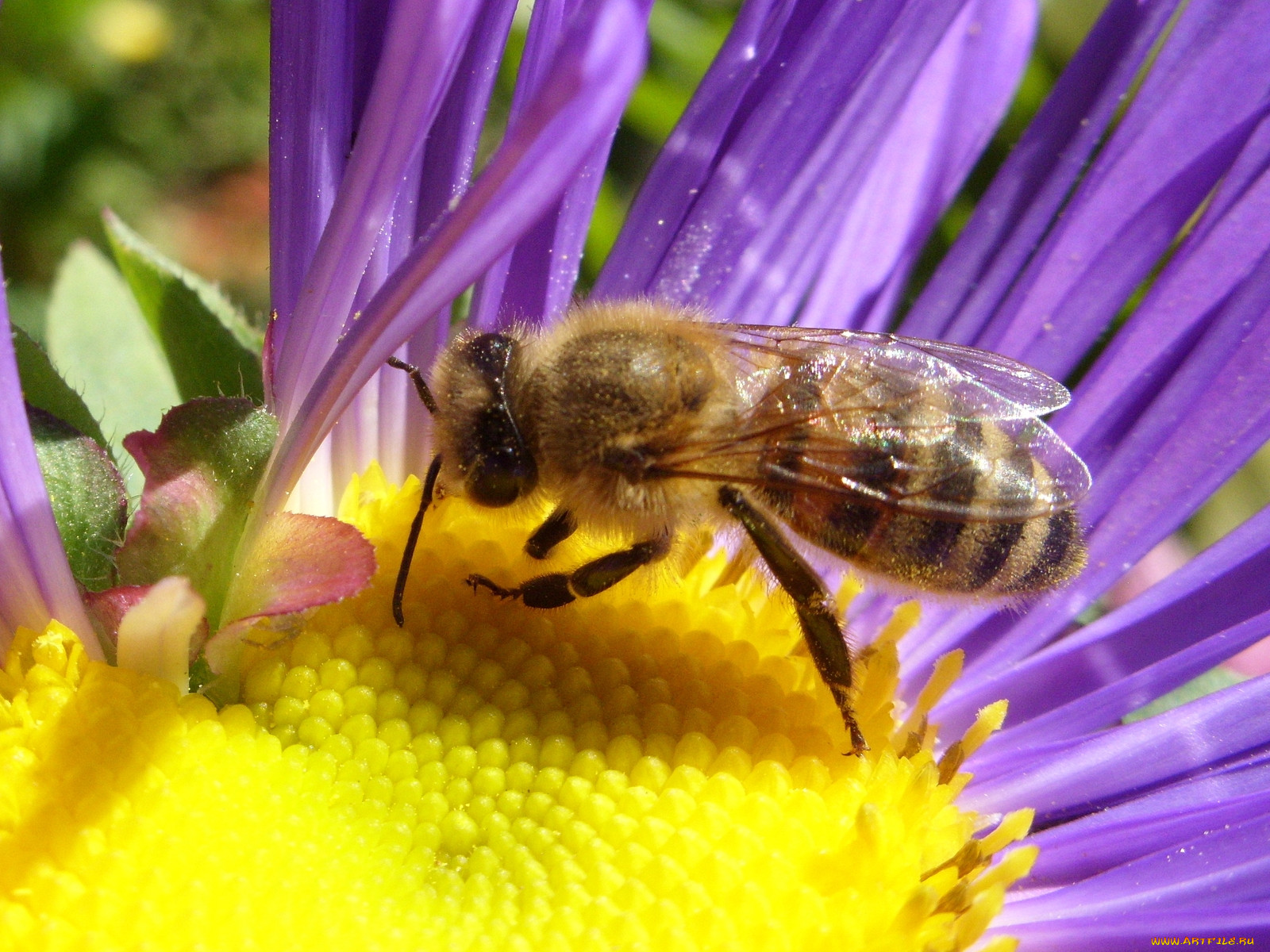 Пчела оса и шмель фото
